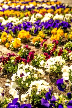 pansy flowers in a city in spring