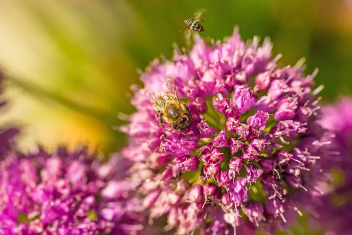 Allium with flowers and bees
