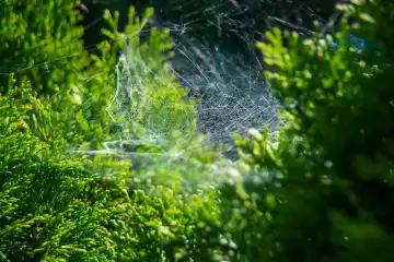 Spinnennetz im Gegenlicht an einem Busch