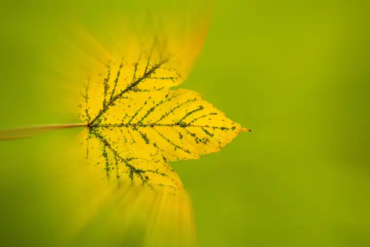 Autumn, colored blurred maple leaf on green
Background