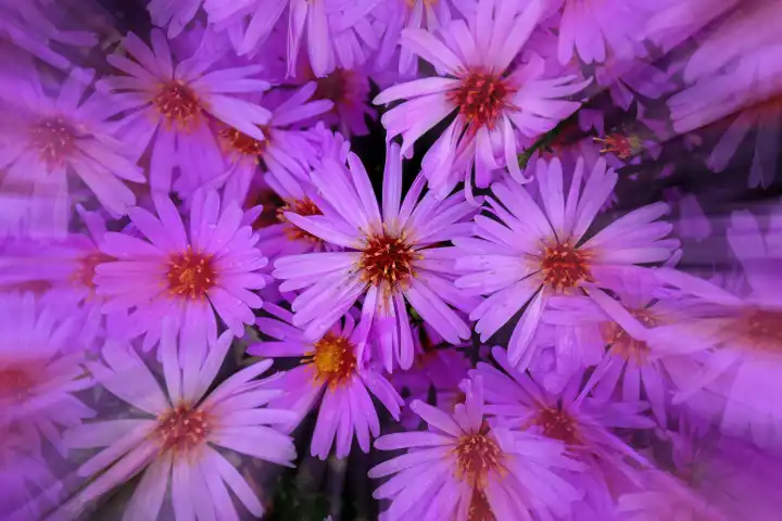 Aster flowers in a full format