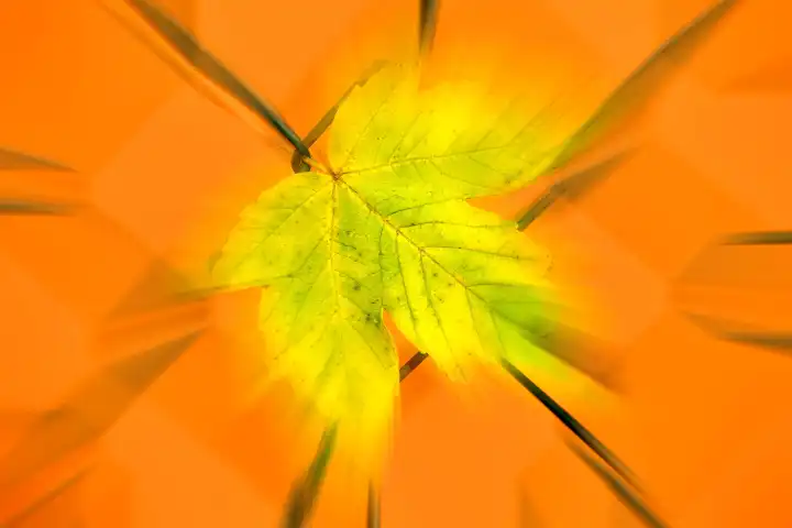 autumnal colored maple leaf in a fence in backlit, blurred with center in focus