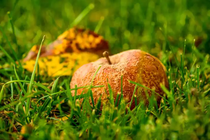Rotten apple on a meadow in autumn in Germany
