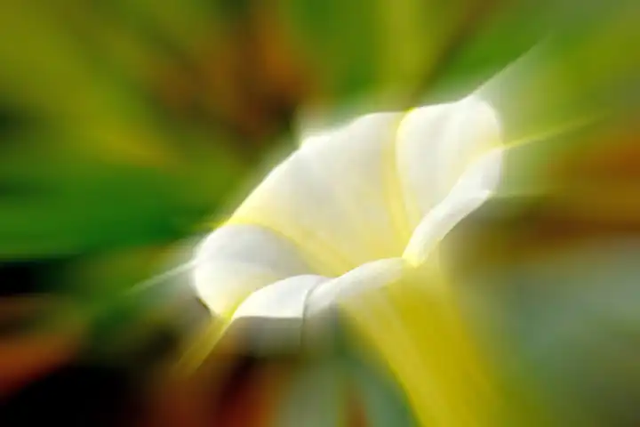Stechapfl with white flower in morning sun, center sharp, background blurred