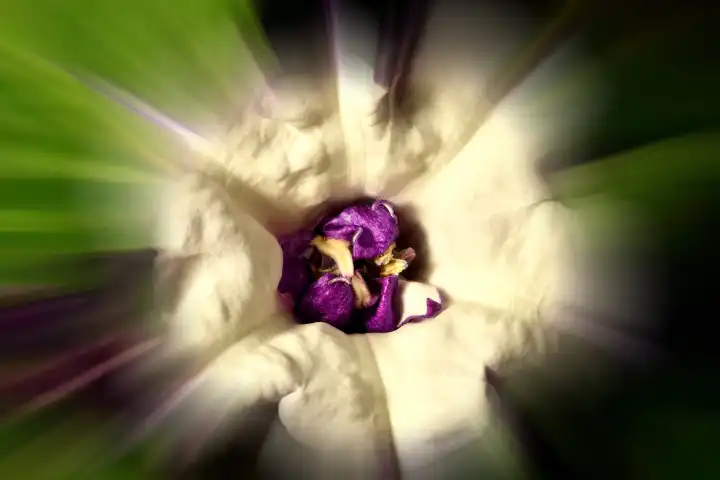 thorn apple with violet and white flower, blurred with sharp center