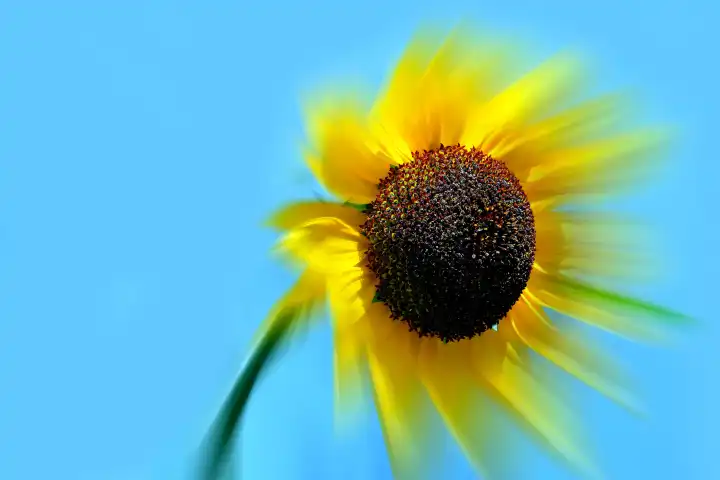 sunflower on a blue sky, seeds sharp, petals blurred