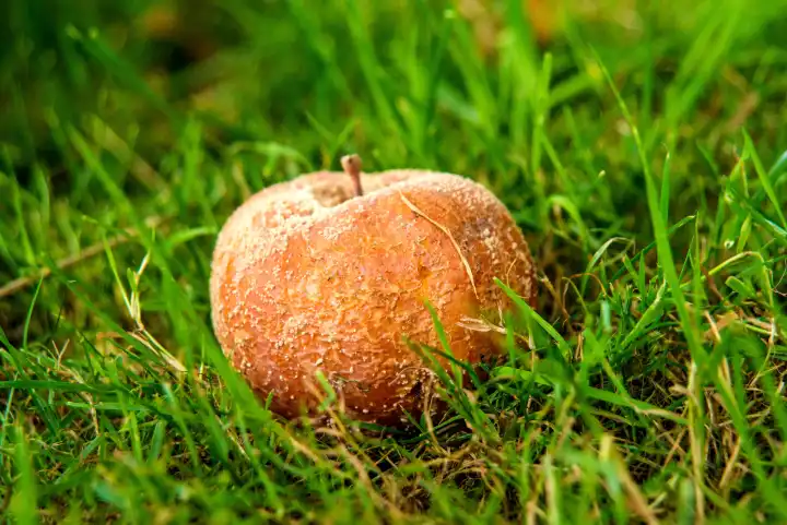 verfaulter Apfel auf einer Wiese im Herbst in Deutschland
