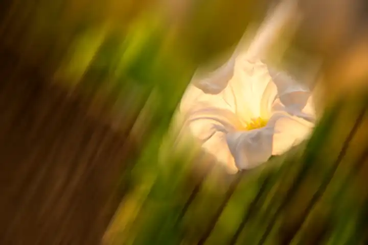 hedge-bindweed on a fence with white flower in backlit with sharp center