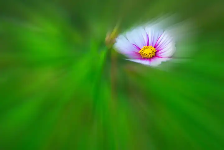 Cosmea, Blüte auf grünem, unscharfem Hintergrund