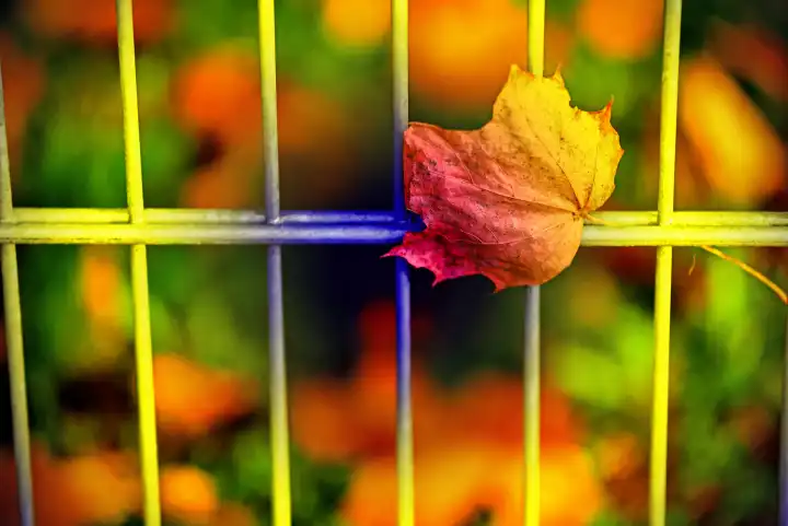 herbstlich gefärbtes Blatt auf einem Zaun
