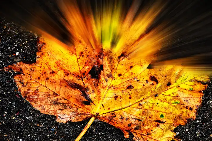 autumnal painted maple leaf on a steet floor with beams