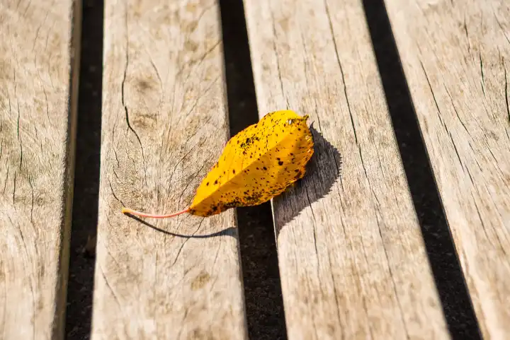 autumnal colored beech leaf on a park bench