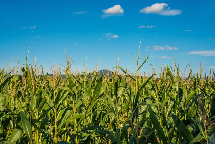 corn field with mountain in the background