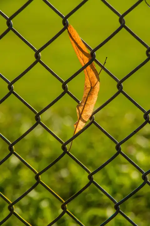 autumnal colored lime tree leaf on a fence