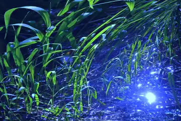 Reeds in a pond in the moonlight
