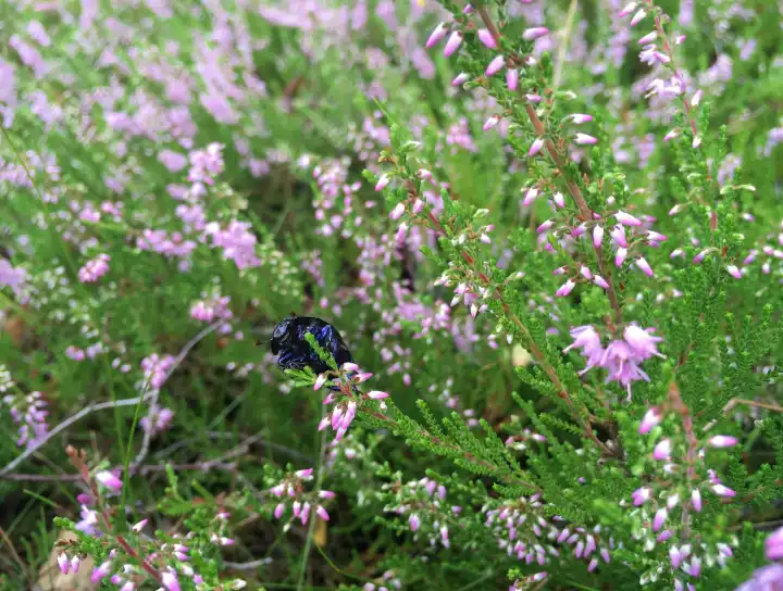 Beetle in heather