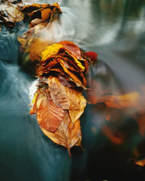 Leafs in Water