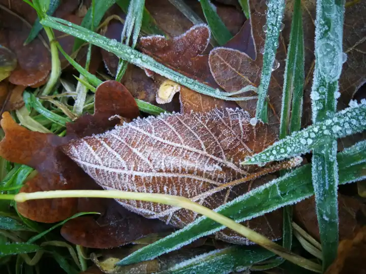 frozen Leaves