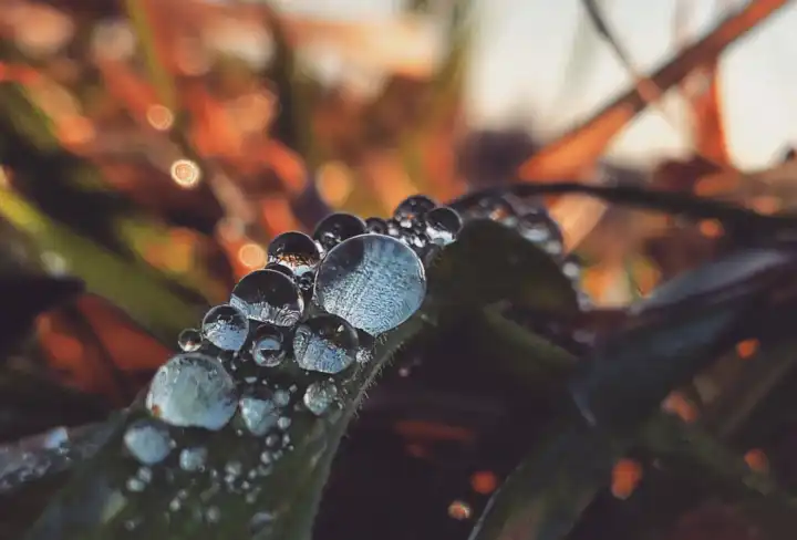 frozen raindrops