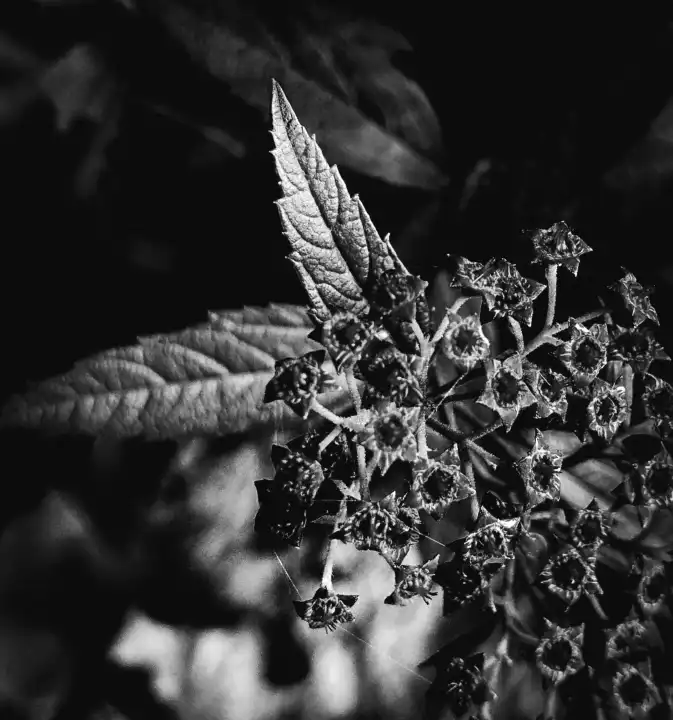 black white photography of a plant