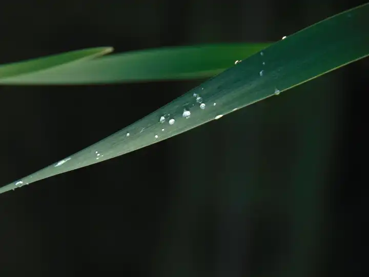 reed with raindrops close up