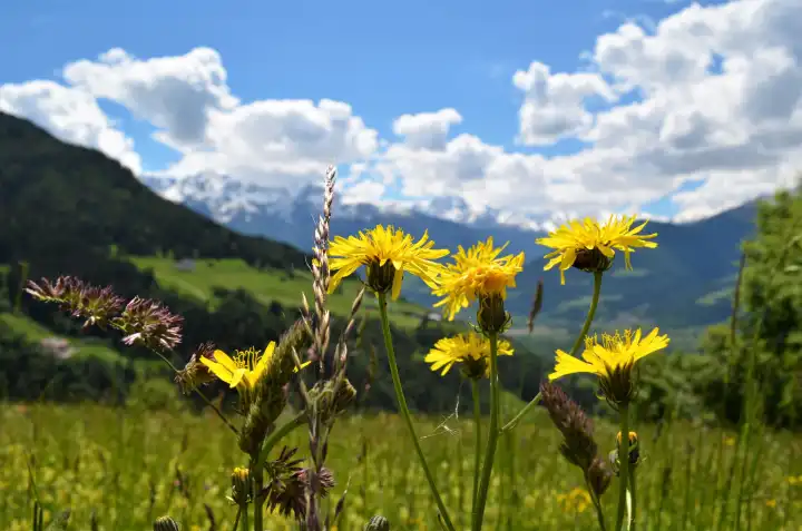 Flowermeadow in the mountains in Vinschgau, Southtirol