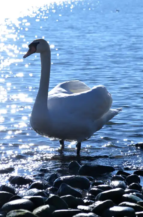 A Swan in sparklig water in Friedrichshafen at lake constance