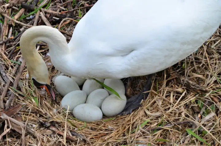 Swansmother hatches their eggs with love,lake constance, Germany