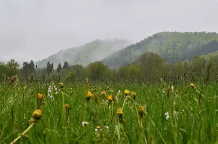 Rain in forest and on meadows in Allgäu, Germany