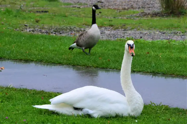 Swan and wildgoose enjoying the day at lake constance, Germany