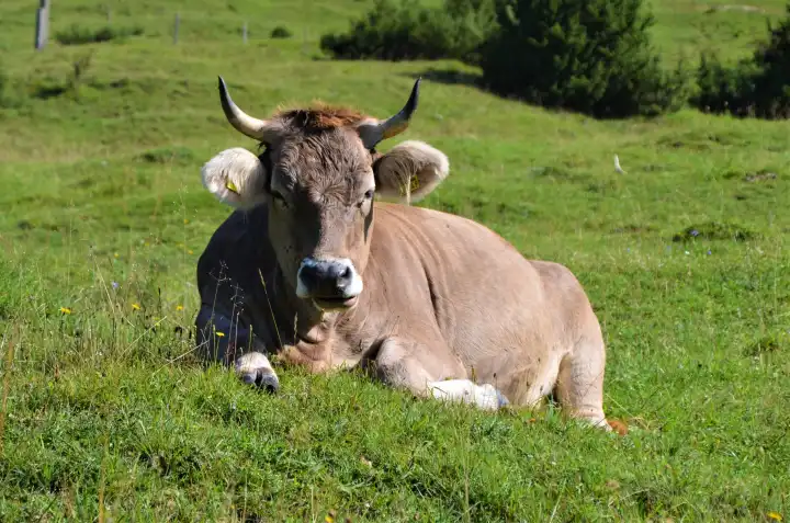 Relaxed cow in the mountains in Allgäu, Germany