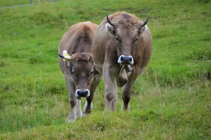 Two cows in the mountains in Allgäu, Hinterstein, Germany