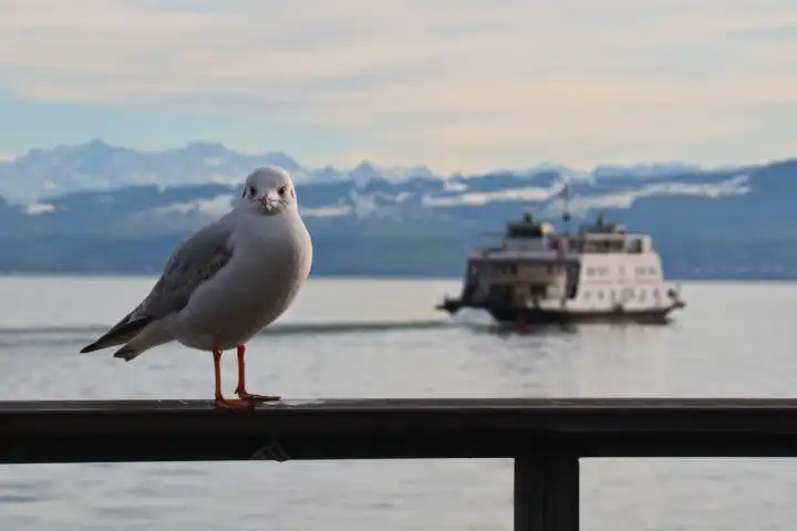 Seagull and ferry at lake constance, Germany
