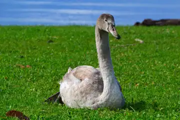 Young swan in Bregenz at lake constance, Austria