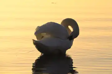 Swan at lake constance at sunset, Germany