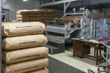 Large paper bags full of Sri Lankan tea directly in the factory at Nuwara Elyia, Sri Lanka