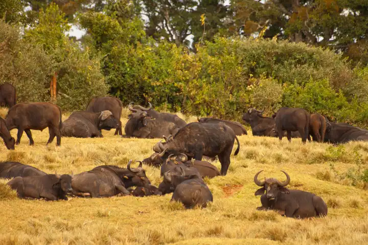 The African buffalos or Cape buffalos (Syncerus caffer), a large African bovine, Aberdare National Park, Kenya