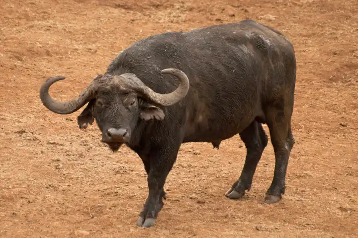 The African buffalo or Cape buffalo (Syncerus caffer), a large African bovine, Aberdare National Park, Kenya
