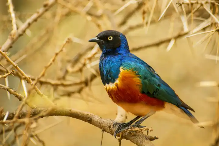 The superb starling (Lamprotornis superbus) is a member of the starling family of birds It was formerly known as Spreo superbus Serengeti National Park, Tanzania