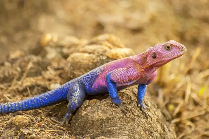 The male Mwanza flat-headed rock agama (Agama mwanzae) or the Spider-Man agama, because of its coloration, is a lizard in the family Agamidae, found in Tanzania, Rwanda, and Kenya