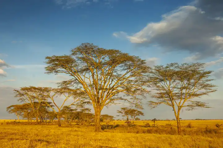 Acacias (Vachellia) tree at sunrise in Serengeti National Park, Tanzania