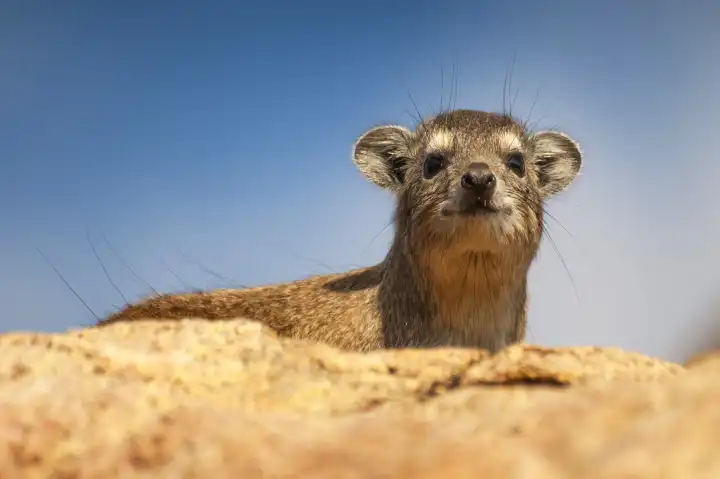 The rock hyrax (Procavia capensis), also called rock badger and Cape hyrax, lying on the top of a rock and peeping over the edge in the Serengeti in Tanzania
