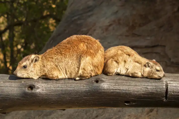 Two rock hyrax (Procavia capensis), also called rock badger and Cape hyrax in the Serengeti in Tanzania
