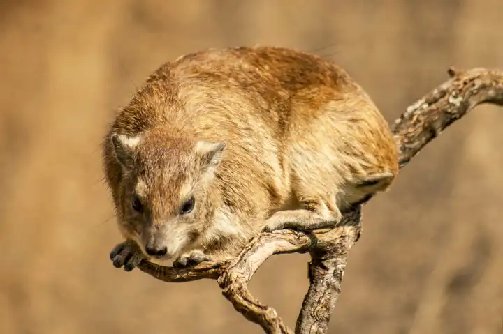 The rock hyrax (Procavia capensis), also called rock badger and Cape hyrax in the Serengeti in Tanzania