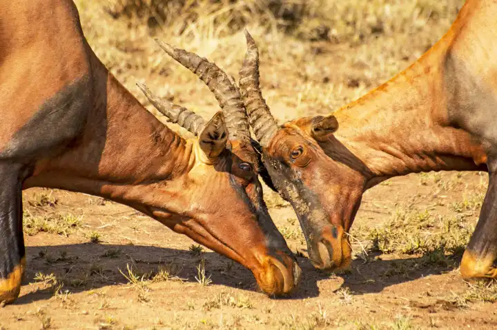 Head of fighting Topis antelope, (Damaliscus lunatus jimela), Serengeti National Park, Tanzania