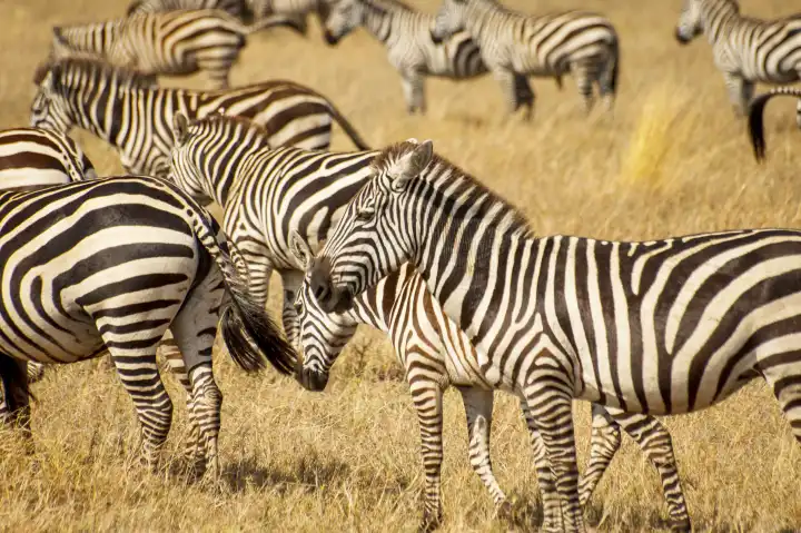 Zebras in the Serengeti National Park, Tanzania Plains zebra (Equus quagga, formerly Equus burchellii), also known as the common zebra or Burchell's zebra