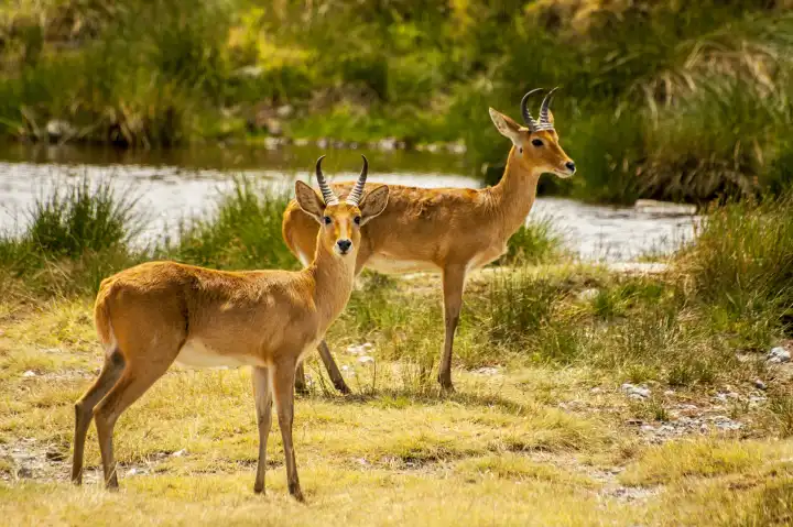 Two Bohor Reedbucks (Redunca redunca) antelope in Ngorongoro National Park, Tanzania