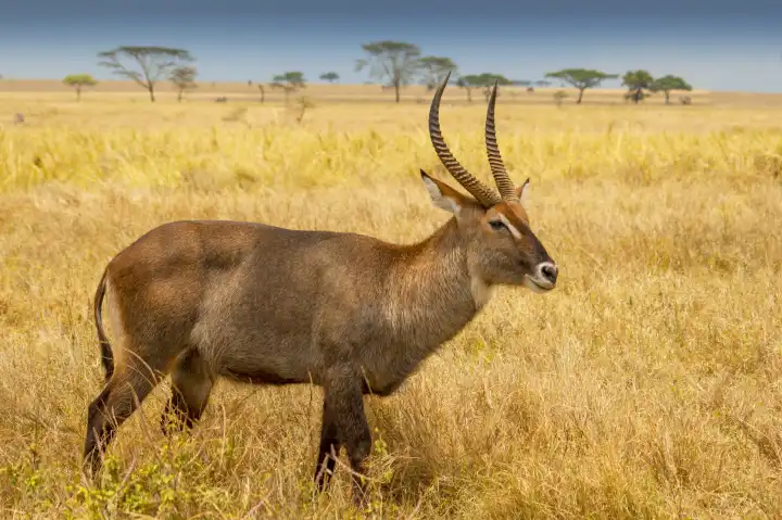 Male waterbuck (Kobus ellipsiprymnus) a large antelope found widely in sub-Saharan Africa