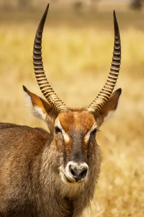Closeup portrait of a Waterbuck antelope (Kobus ellipsiprymnus) in Serengeti National Park Tanzania