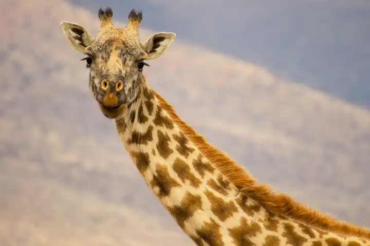 Close-up portrait of giraffe in Serengeti National Park, Tanzania